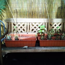 Les Nourritures Terrestres - Font-ils vraiment pousser des ananas sur la terrasse ??
