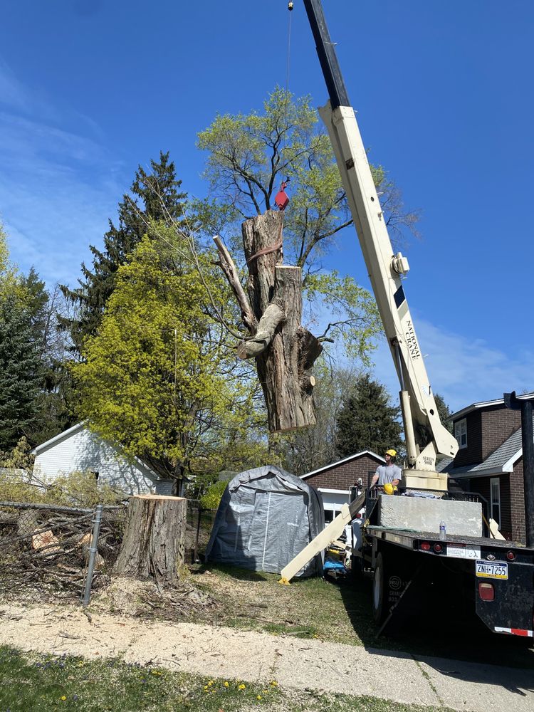 ODD JOB THE TREE SPECIALIST Request a Quote 21 Photos Tree