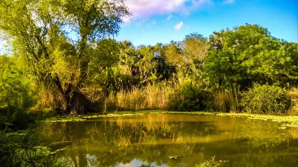 Sabal Palm Sanctuary by null