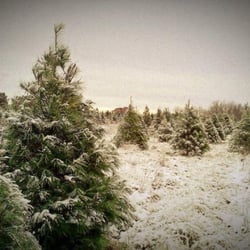Out On A Limb Christmas Tree Farm - A picture of our snow covered hillside.