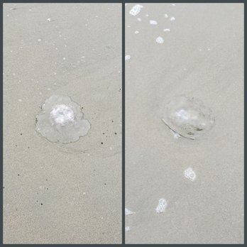 Ocean Beach - A few jellyfish came up shore, I will name you all Sqwishy! - Parks Near Me - San Francisco, California Ocean Beach - A few jellyfish came up shore, I will name you all Sqwishy! - Parks Near Me - San Francisco, California