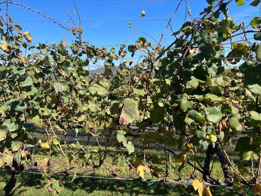 Kaya Vineyard & Winery by null