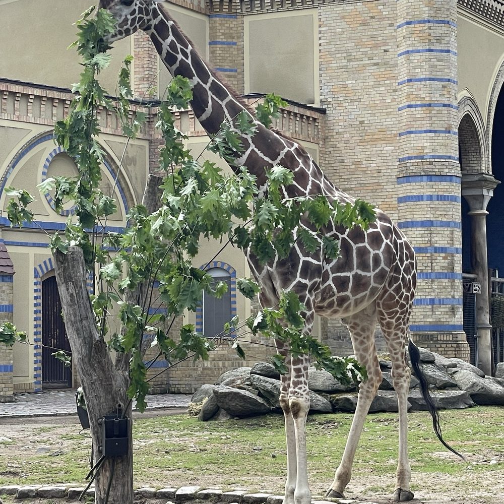 ZOO BERLIN - Zoos Near Me - Berlin, BE ZOO BERLIN - Zoos Near Me - Berlin, BE