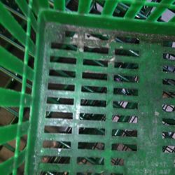 Dollar Tree