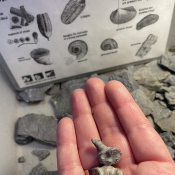 Museum of the Earth - Digging up fossils for my friend and I! - Museums Near Me - Ithaca, New York