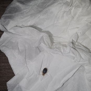 Western Plaza Inn - Bed bugs! - Hotels Near Me - De Queen, Arkansas Western Plaza Inn - Bed bugs! - Hotels Near Me - De Queen, Arkansas