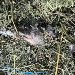 Russell Feed and Supply - Dead bird