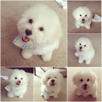 kimberly's pampered pets