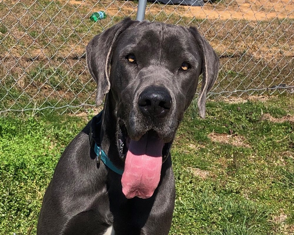 NEXT LEVEL KENNELS Updated July 2024 1776 Walter Bowen Rd