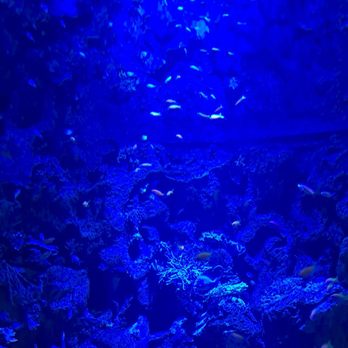 Shedd Aquarium - View of the fishes - Aquariums Near Me - Chicago, Illinois Shedd Aquarium - View of the fishes - Aquariums Near Me - Chicago, Illinois