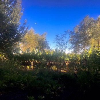 John Ash - View from our table - American Near Me - Santa Rosa, California John Ash - View from our table - American Near Me - Santa Rosa, California