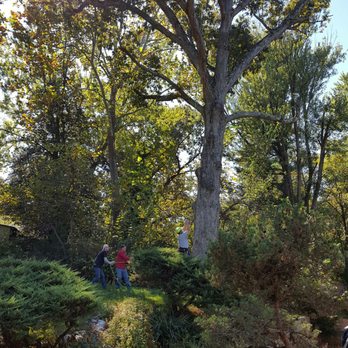 Zach's Tree Service - Our large Oak tree - Tree Services Near Me - Boston, Virginia Zach's Tree Service - Our large Oak tree - Tree Services Near Me - Boston, Virginia