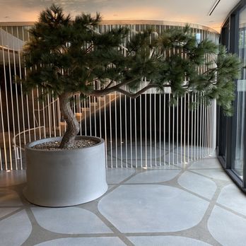 Alila Marea Beach - Kind of like a big bonsai tree--loved the hotel - Venues & Event Spaces Near Me - Encinitas, California