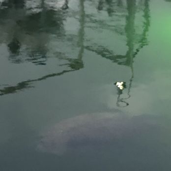 Square Grouper - Islamorada - Manatee friend - Seafood Near Me - Islamorada, Florida