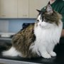 Photo of The Veterinary Cat Clinic