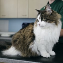 The Veterinary Cat Clinic