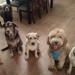 Canine Comforts