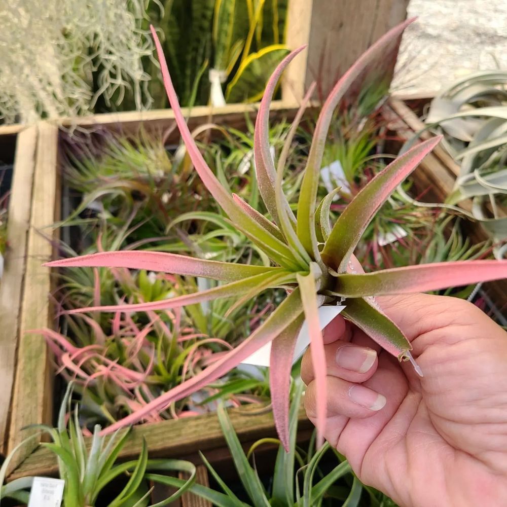 Half Moon Bay Nursery - Nurseries & Gardening Near Me - Half Moon Bay, California