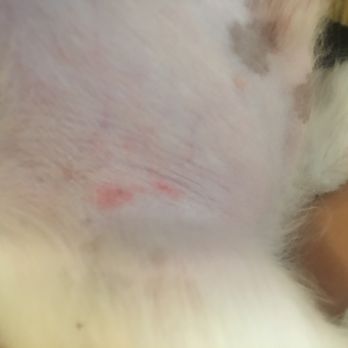 Advance Pet Grooming - Pet Groomers Near Me - North Miami, Florida Advance Pet Grooming - Pet Groomers Near Me - North Miami, Florida