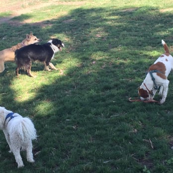 Dogfather Pet Services LLC - My dog playing with Steve's dog & 2 of his clients dogs - Pet Sitting Near Me