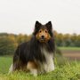Photo of The K9 Kabana