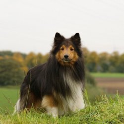 The K9 Kabana