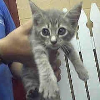 Lifeline Animal Project - Animal Shelters Near Me - Atlanta, Georgia Lifeline Animal Project - Animal Shelters Near Me - Atlanta, Georgia