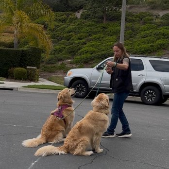 The Dog Listener - Pet Training Near Me The Dog Listener - Pet Training Near Me
