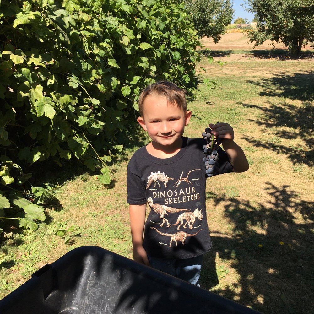 Eleven Acres Farm - Fresh grapes - Farmers Market Near Me - Mead, Washington Eleven Acres Farm - Fresh grapes - Farmers Market Near Me - Mead, Washington