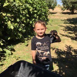 Eleven Acres Farm - Fresh grapes