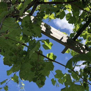 Northern Sun Winery - Grapes all over the place! - Wineries Near Me - Bark River, Michigan