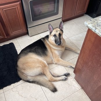 Well Groomed Pets - His hind legs were bad! He was blowing his coat and all that hair is gone! - Pet Groomers Near Me - Las Vegas, Nevada Well Groomed Pets - His hind legs were bad! He was blowing his coat and all that hair is gone! - Pet Groomers Near Me - Las Vegas, Nevada