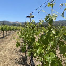 Lasseter Family Winery