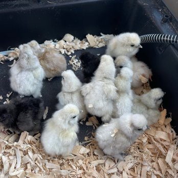 Chickens Galore - Baby silkies! - Pet Stores Near Me - Norco, California