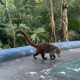 Coati