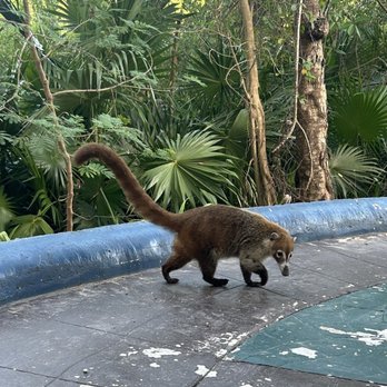 Único Hotel - Coati - Hotels Near Me - Solidaridad, ROO