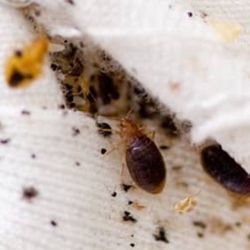 Maxx Force Pest Control - Massive bedbug infestation.
