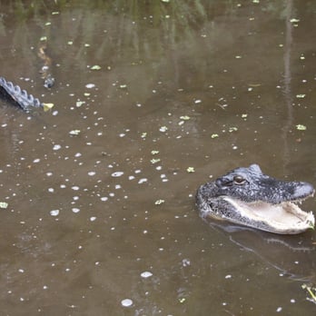 Airboat Adventures - Sam was our tour guide. 6.30.15 - Boat Tours Near Me - Lafitte, Louisiana