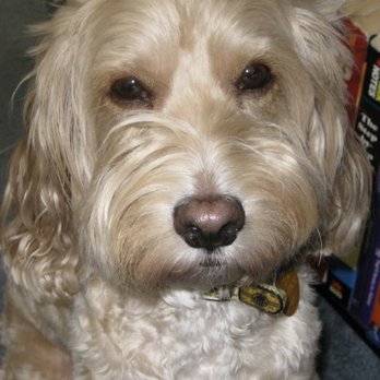 Woodcrest Veterinary Clinic - Our little man. - Veterinarians Near Me - Riverside, California Woodcrest Veterinary Clinic - Our little man. - Veterinarians Near Me - Riverside, California
