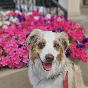 Veterinary Emergency Group - Emergency Pet Hospital Near Me - Phoenix, Arizona