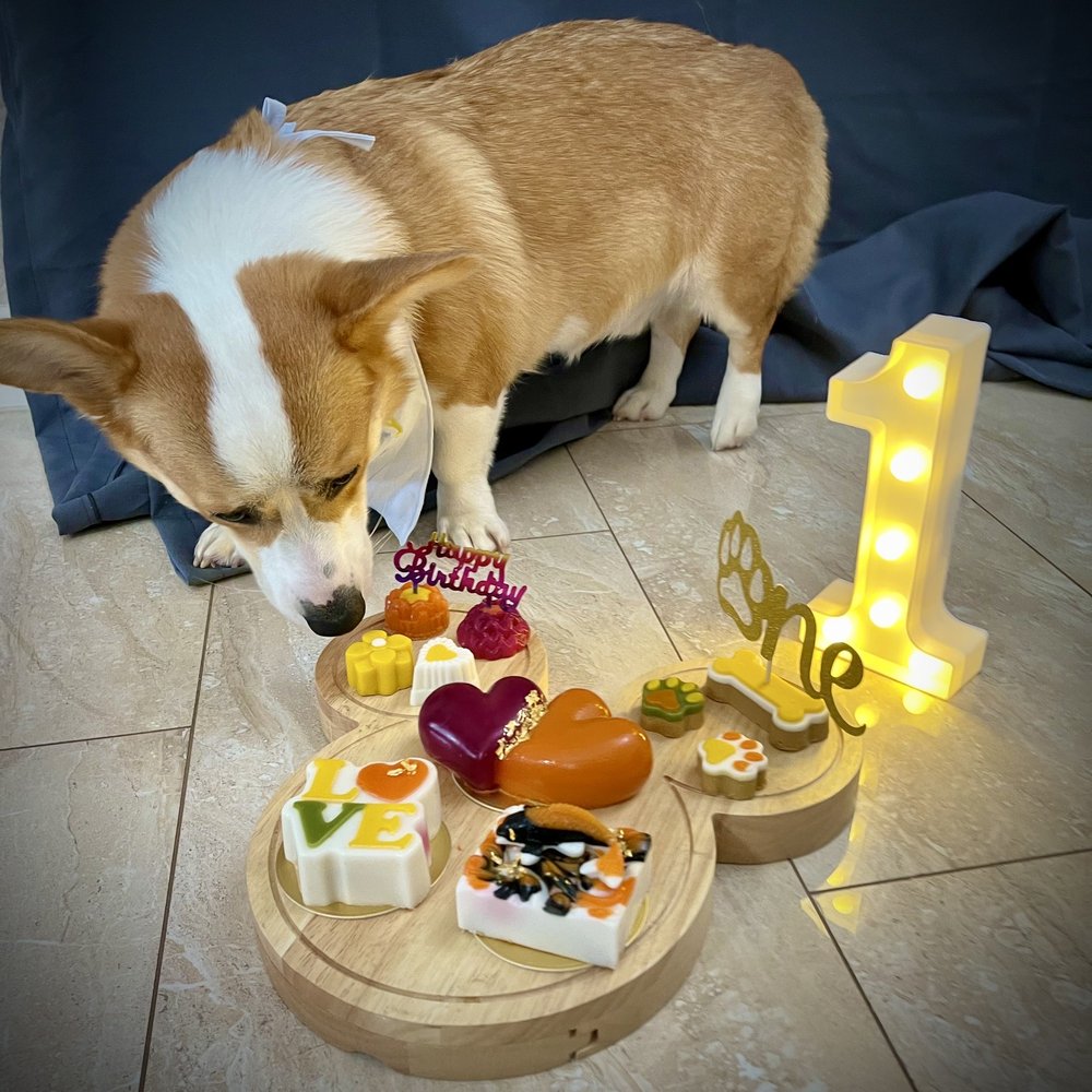 Mishka - Yummy yummy! - Pet Stores Near Me - San Francisco, California