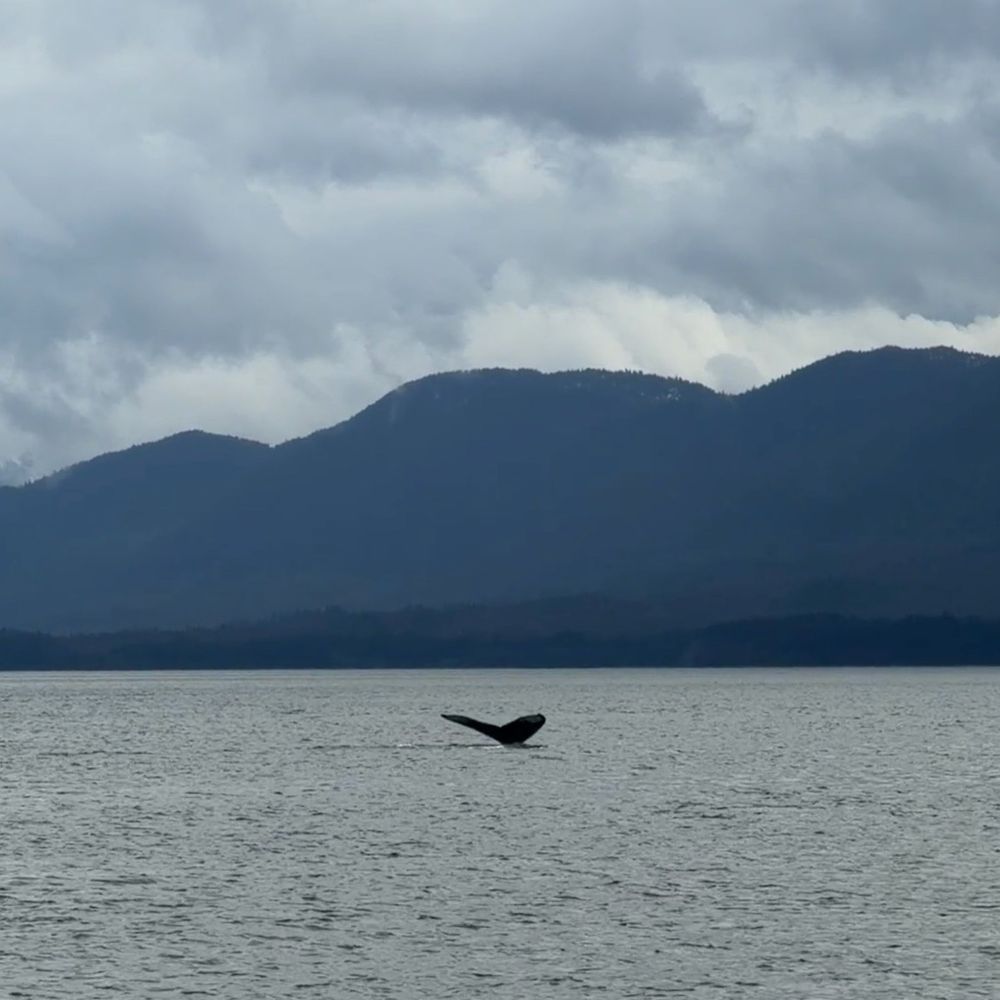 Whale Whale