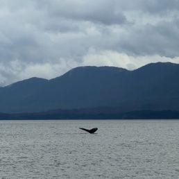 Whale Whale