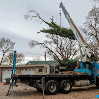 Terry's Tree Service - Tree Services Near Me