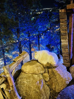 Cheyenne Mountain Zoo by null