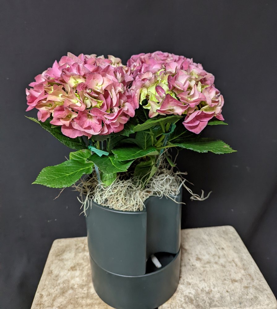 MOSS’ FLOWER SHOP & FLOWER DELIVERY Updated August 2024 145 Photos