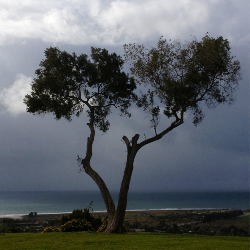 Grant Park - Parks Near Me - San Buenaventura, California Grant Park - Parks Near Me - San Buenaventura, California