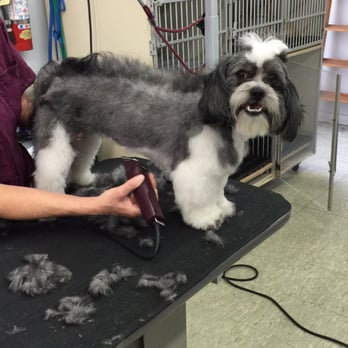 K-9 Kastle - Julie very compassionate groomer who loves working on the dogs to come in every day this little guy is getting a dragon tale haircut - Pet Groomers Near Me - Buena Park, California K-9 Kastle - Julie very compassionate groomer who loves working on the dogs to come in every day this little guy is getting a dragon tale haircut - Pet Groomers Near Me - Buena Park, California