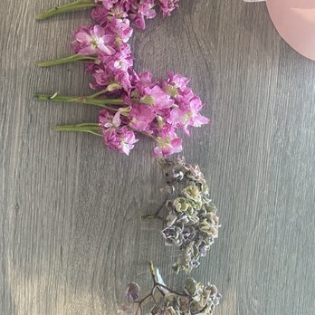 Maison la Fleur - Stubs that were removed from foam. How can they possibly survive?! - Florists Near Me - Aventura, Florida Maison la Fleur - Stubs that were removed from foam. How can they possibly survive?! - Florists Near Me - Aventura, Florida