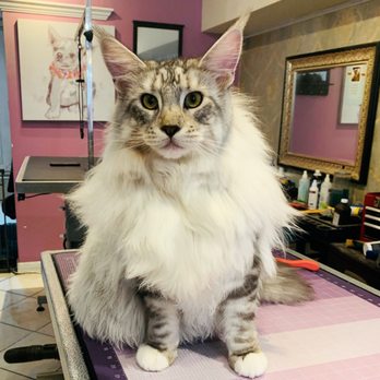 Westchester Cat Grooming: Expert Tips for a Happy Kitty